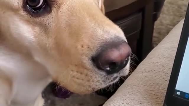 Dog Hates it When Disturbed During Sleeping #Shorts | Funny Dog Video
