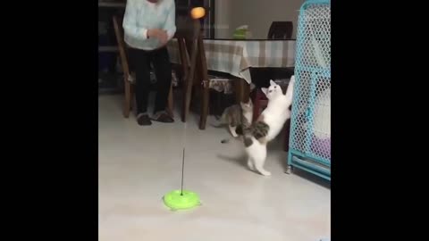 Cat 😸 funny video see this video