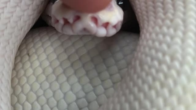 Booping a Snake on the Snout