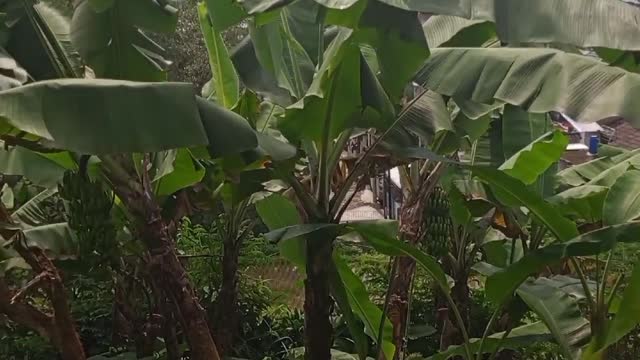 a beautiful peaceful natural banana plantation