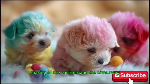 Adorable Rainbow Poodle Puppies