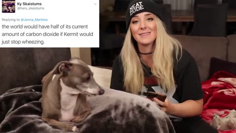 Reading Mean Comments About My Dogs