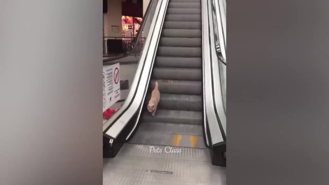 Funniest Animals 2023 π Funny Dogs and Cats Videos πΊπΆ