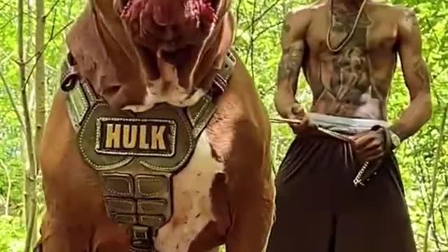Hulk dog