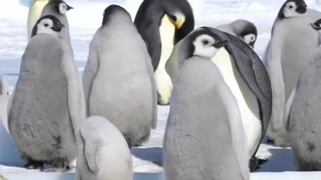 Emperor Penguin Chicks. Late-hatched chick is too small. 🇦🇶 Cape Washington