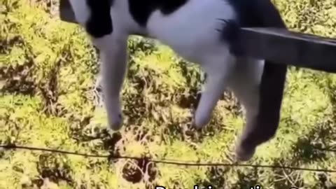 Funniest cats🐱In The World😂 Funny and Fails Pets Video shorts 54 cats funny animals