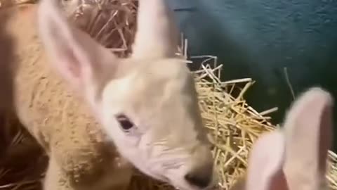 The lamb cry so cute#