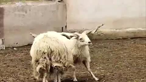 Amazing! Tibetan special sheep fight🤜🏽😱🤛🏽_Cut