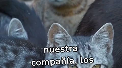 Aprendiendo de mi gato