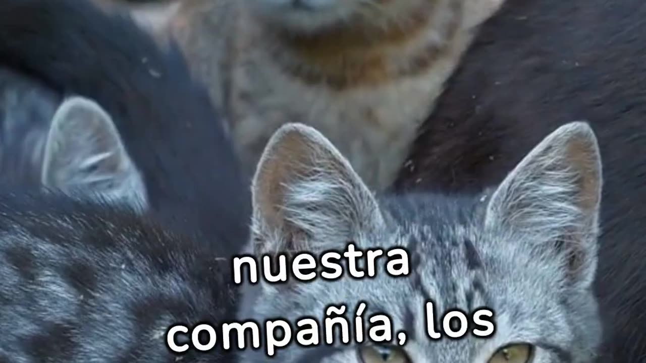 Aprendiendo de mi gato