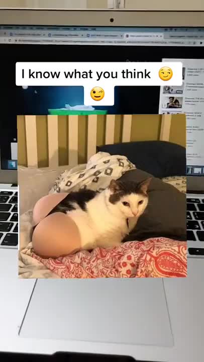 6.Cats and dogs _ cats meowing _ cats funny videos #shorts