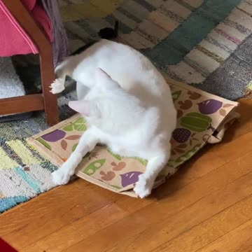 Dumb cat chasing his tail