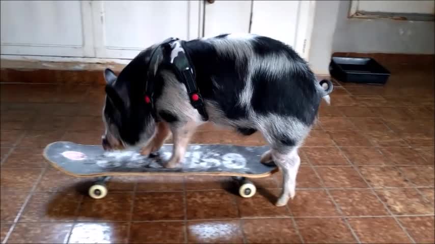 Skateboard Pig