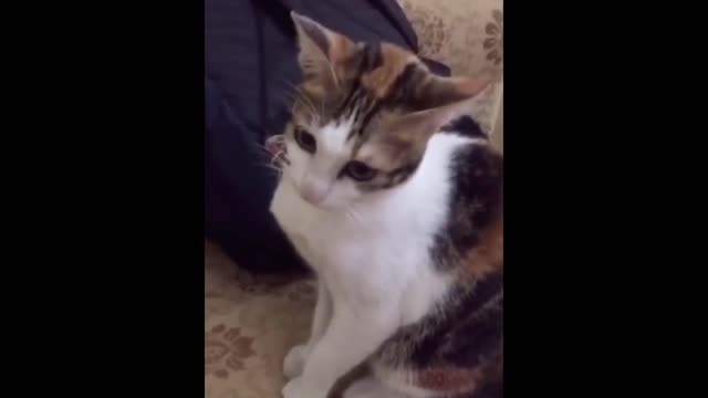 Soo Fuuny Kitty | Funny Cat Lover