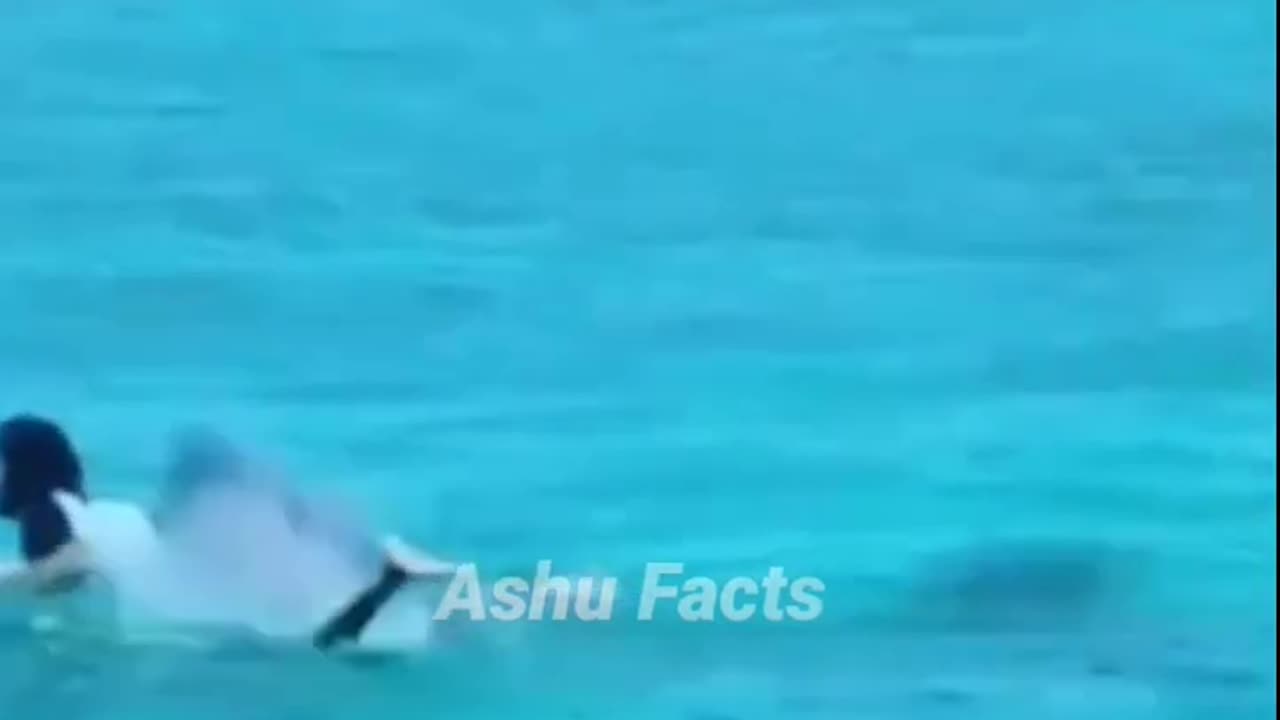 सबसे खतरनाक shark की प्रजातिया unknown facts #shorts