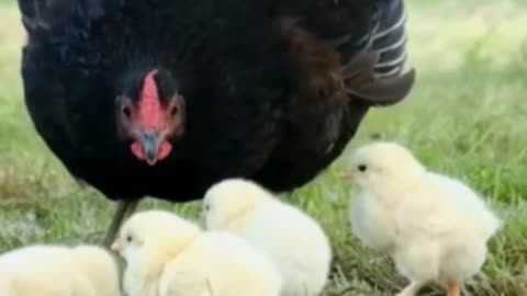 Chicken with its chicks