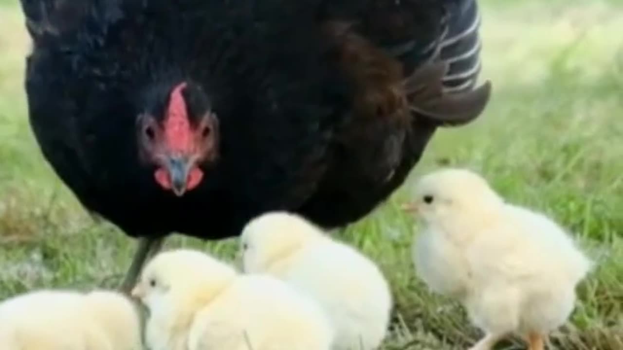 Chicken with its chicks