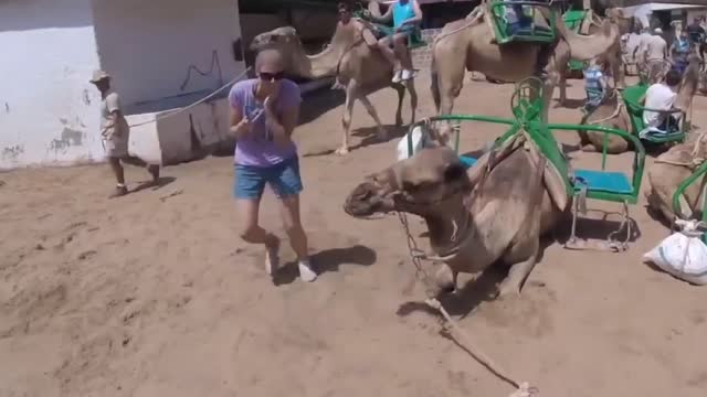 Selfie with a camel end up with a kiss