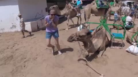 Selfie with a camel end up with a kiss