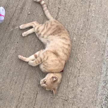 Happy cat on the ground