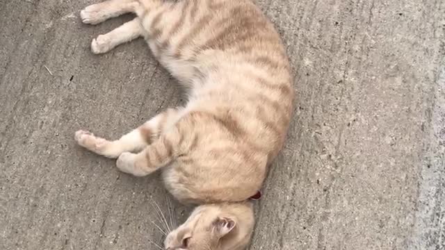 Happy cat on the ground