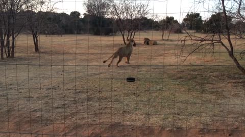 Hungry lions getting meat video mp4.