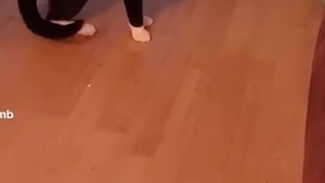Dancing cat