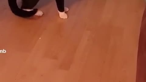 Dancing cat