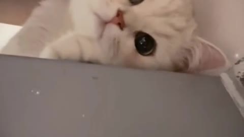 What a lovely cat that melts my heart