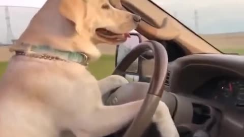 DOG CAN ALSO DRIVE | FUNNY DOG