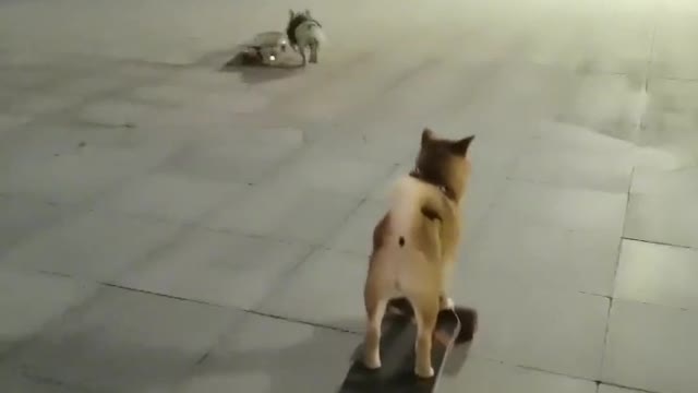 SkateDog 14