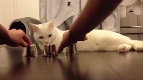 50 Genius | Animals | Caught | On Camera