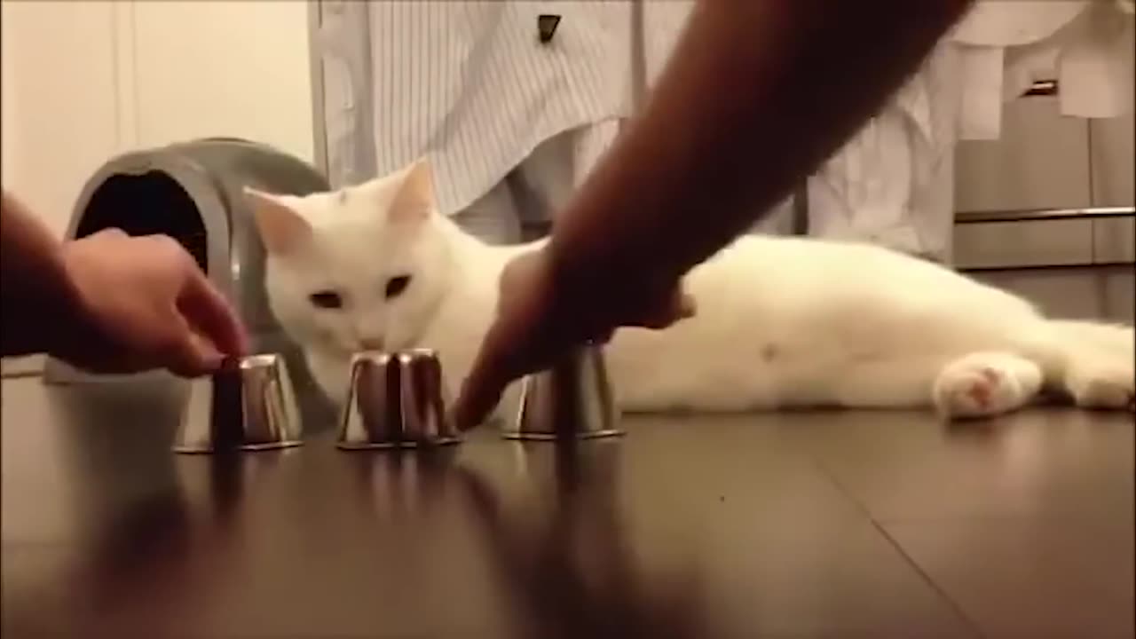 50 Genius | Animals | Caught | On Camera