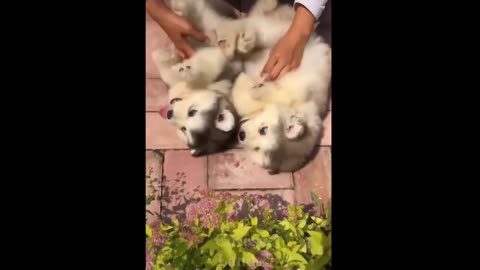 Funny cat video || funny animal videos || 😺