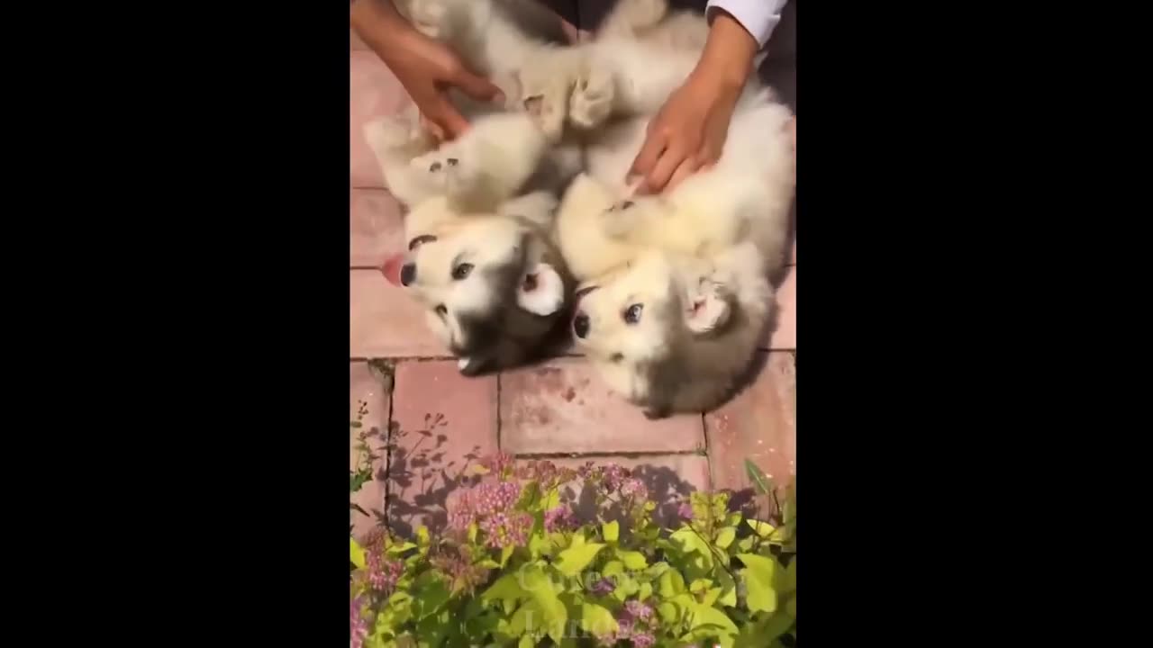 Funny cat video || funny animal videos || 😺