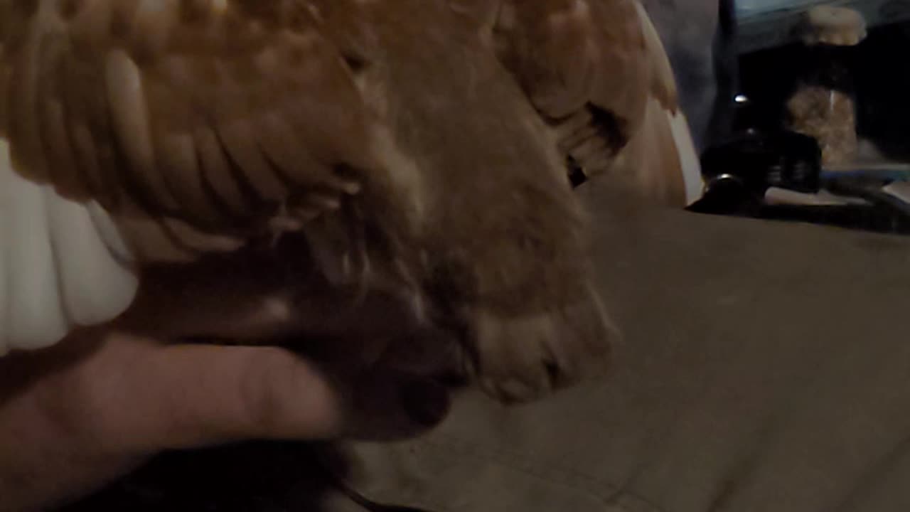 FLOCK IT FARM: Baby pigeon flapping wings in super slow mo