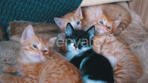 Cat videos
