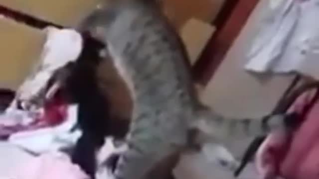 Look what this cat is doing