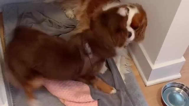 Comment if you know it