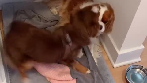 Comment if you know it