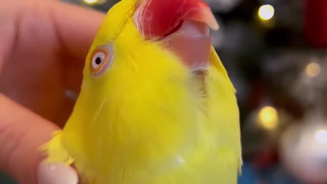 Cuteness overload 🐥🥰 Do not be fooled what is beautiful is spoiled