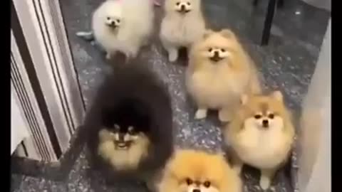 funny cute dogs