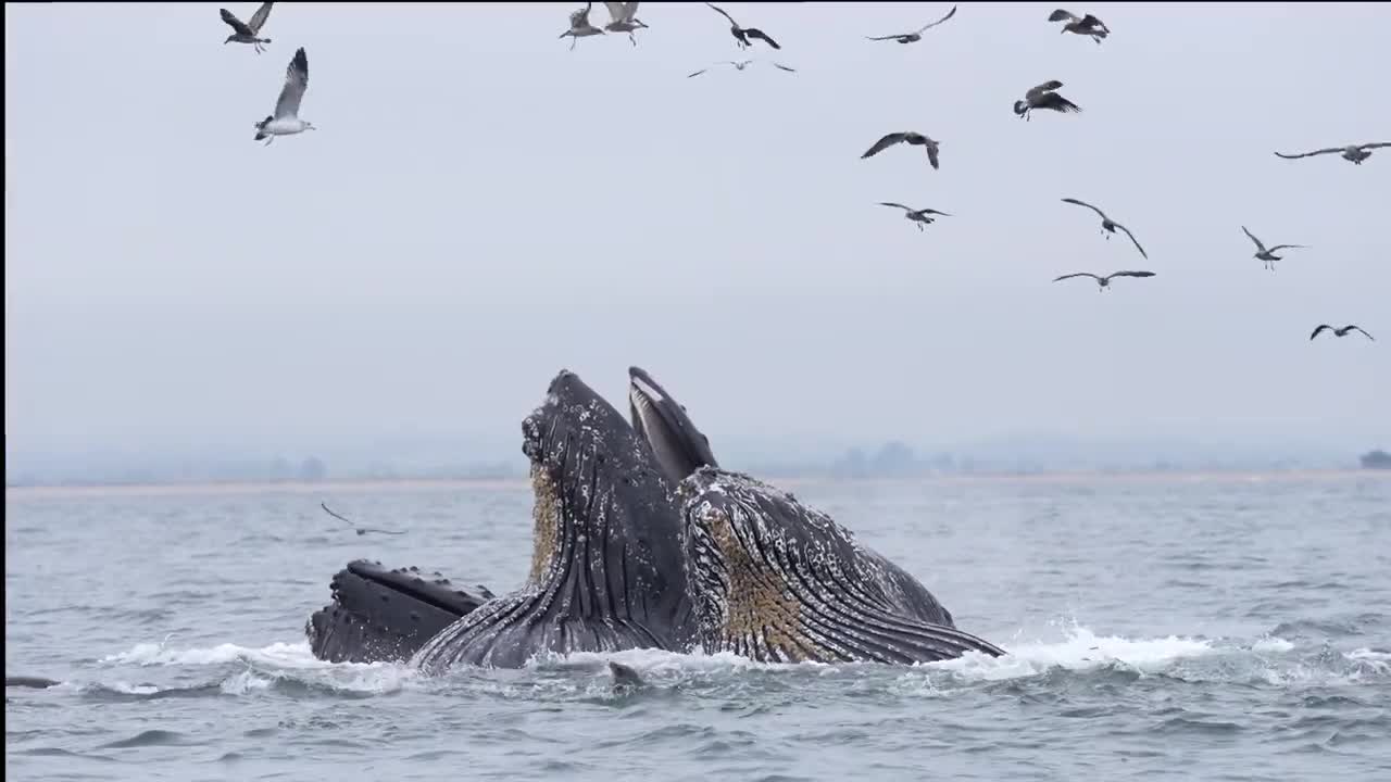 Lunge Feeding Humpback Whales Monterey Bay Oct 9 2022