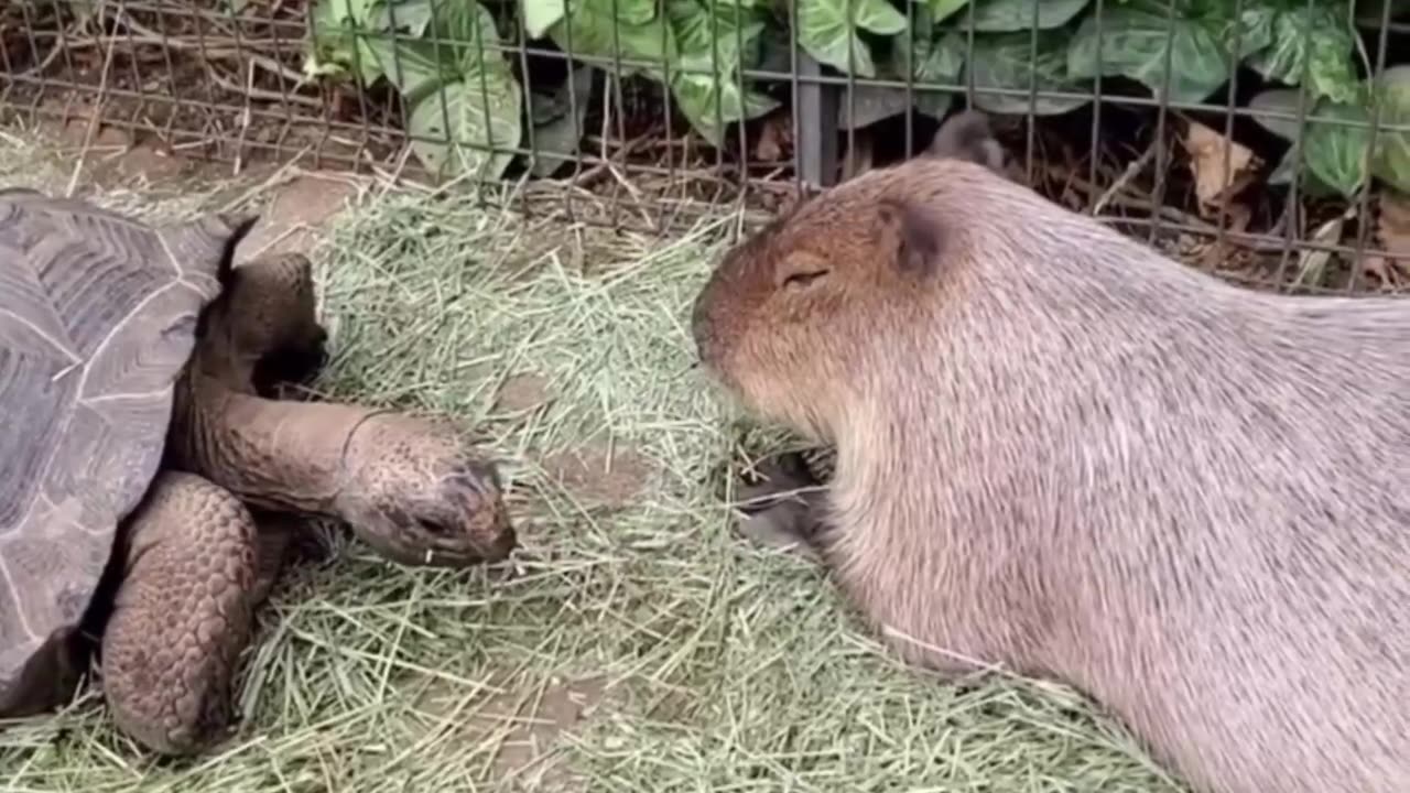 Hey were you nibbling on my ear? 😂😂