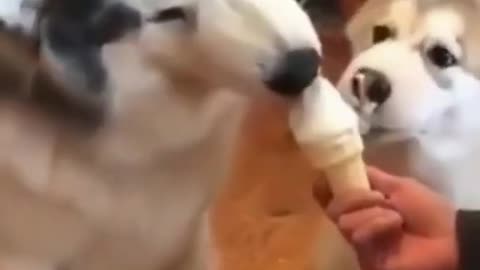 Dogs love Ice Cream