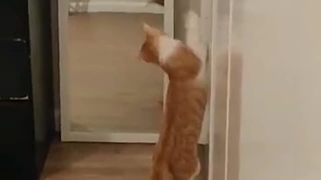 Kitten freaks out after seeing his own reflection