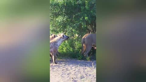 Hyenas try pull lion off buffalo by its tail 😲