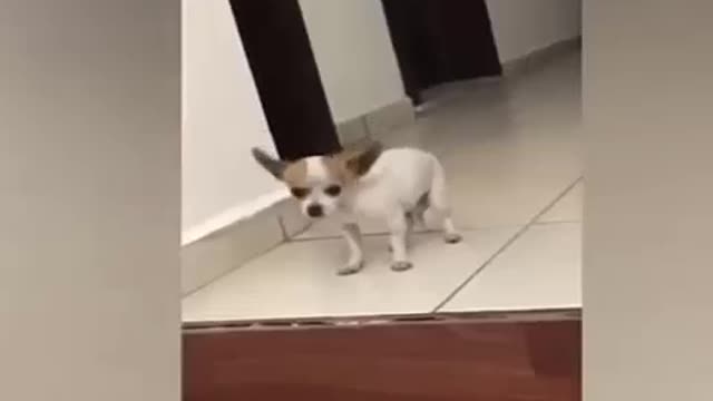 Doggy dancing