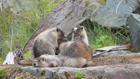 Beautiful Mongoose video