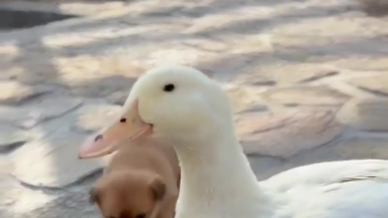 Cute dog and duck